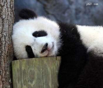 熊猫也困了