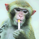 抽烟的猴子
