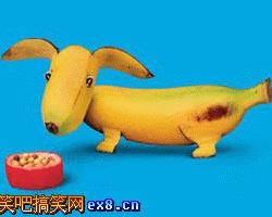 香蕉狗