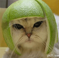 头戴瓜帽的猫猫