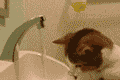 洗头的小猫