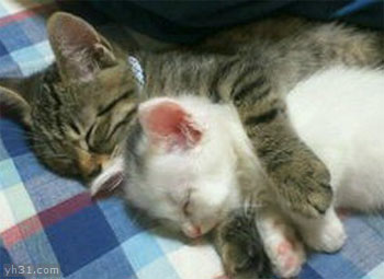 大猫抱着小猫一起睡觉_手机表情党