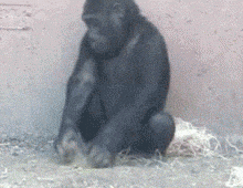 无聊玩沙子的黑猩猩