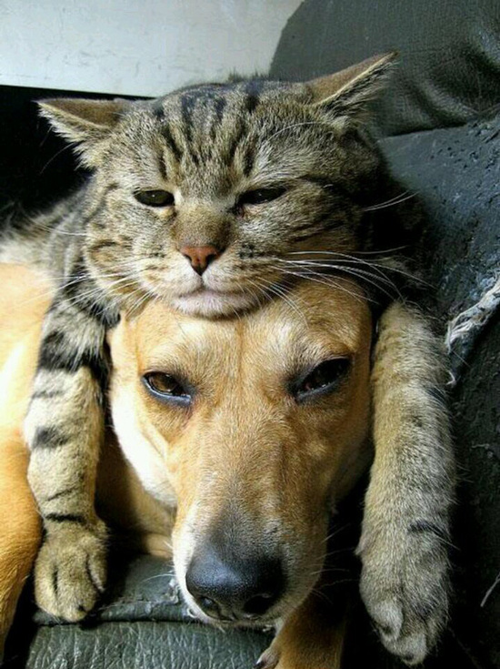 猫咪爬在狗狗头上玩