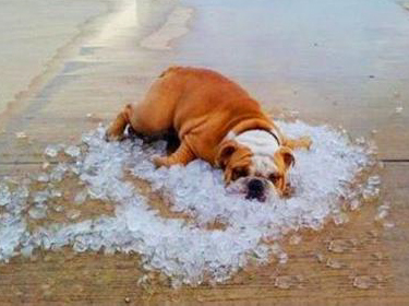 天气太热，狗狗爬在冰块上降温