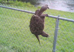 爬围栏的乌龟，我想要自由