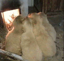 几只小狗挤在灶前烤火取暖