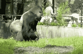 大猩猩向游客扔石头,扔完就跑