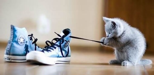 猫咪玩鞋带
