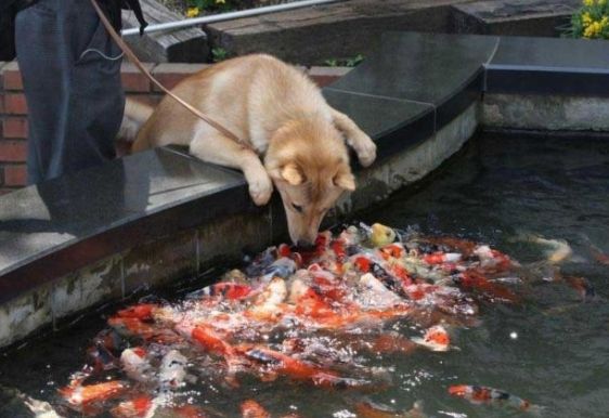 狗狗想吃鱼