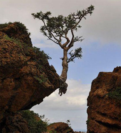 长在悬崖上的树