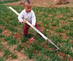农村的小孩帮父母干农活是常态