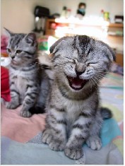 哈哈大笑的猫
