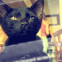 忧郁的黑猫