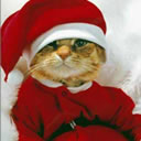戴圣诞帽的猫猫