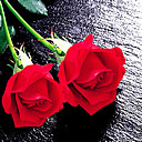 两只红玫瑰