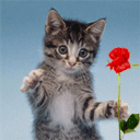 猫咪送一枝鲜花
