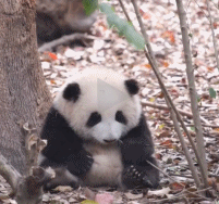 一只小熊猫的快乐时光