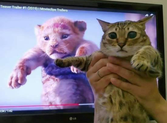 猫咪学电脑里的小老虎，都是猫科动物