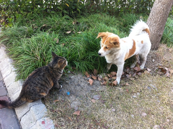 猫狗对峙，是敌是友呢