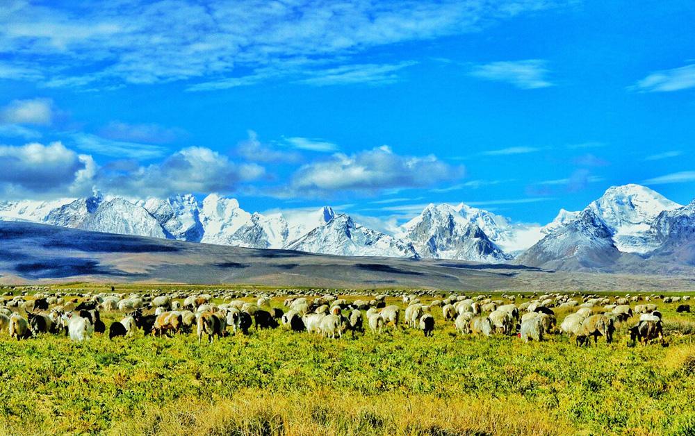 牛羊成群的高原美丽风光