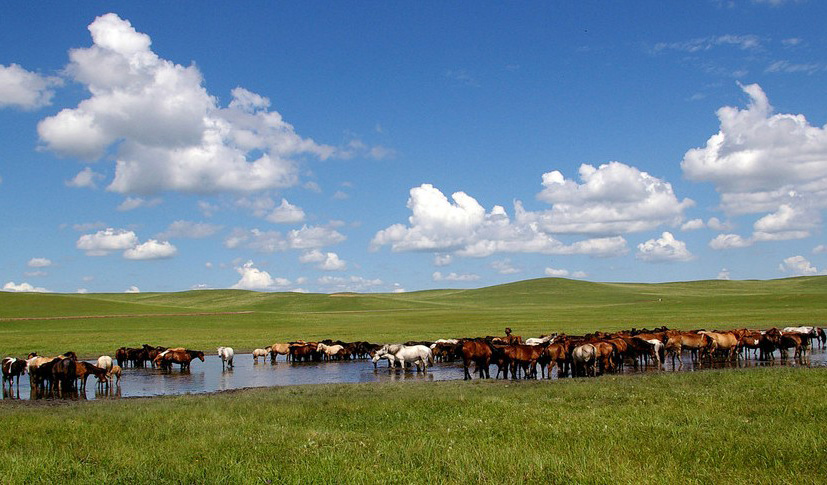 草原上蓝天白云和牛羊成群的美丽景象