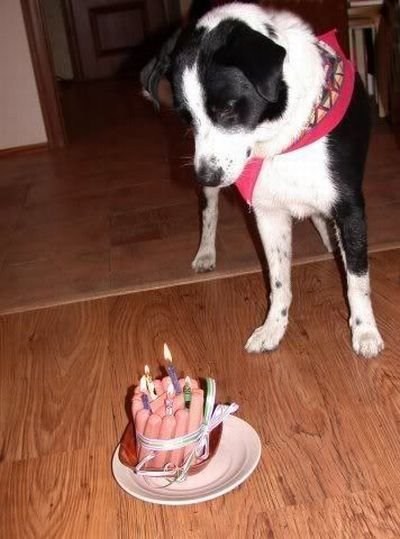 给狗狗做的生日蛋糕