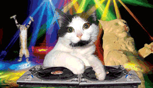 跟着猫DJ嗨起来