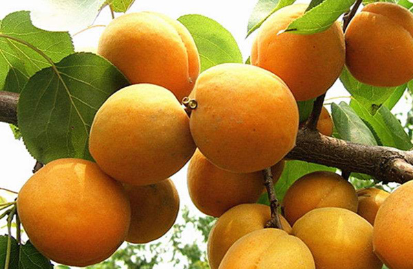 树上结的超多杏子