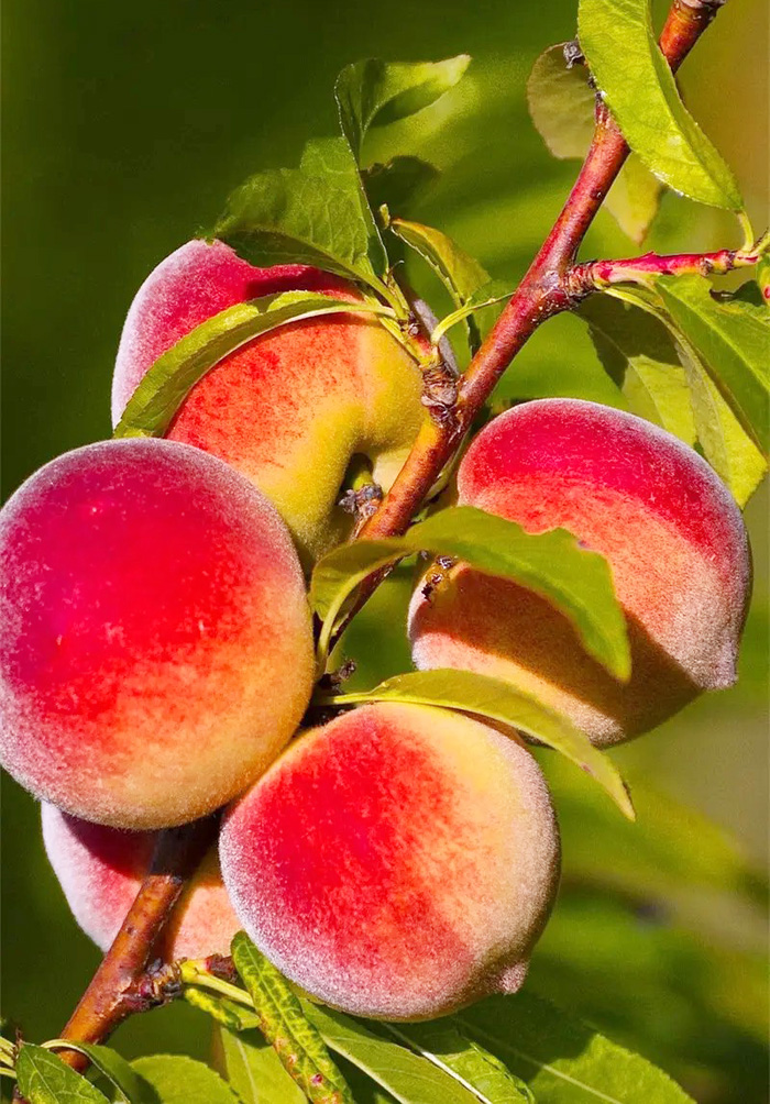 树上的桃子已经成熟了