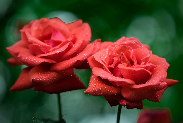 两朵鲜红的玫瑰花