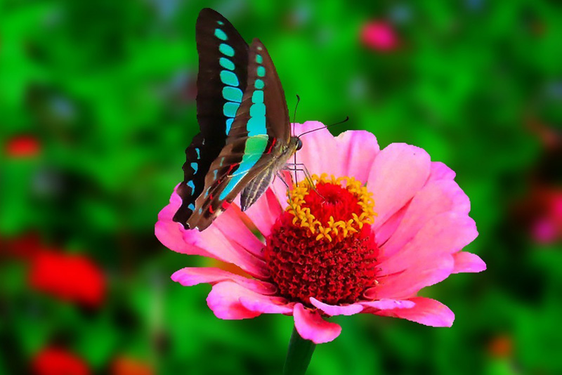 漂亮的蝴蝶采花