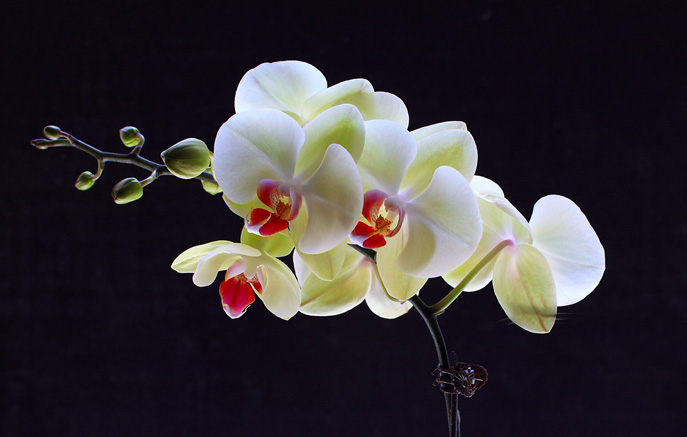 精致漂亮的白色蝴蝶兰花