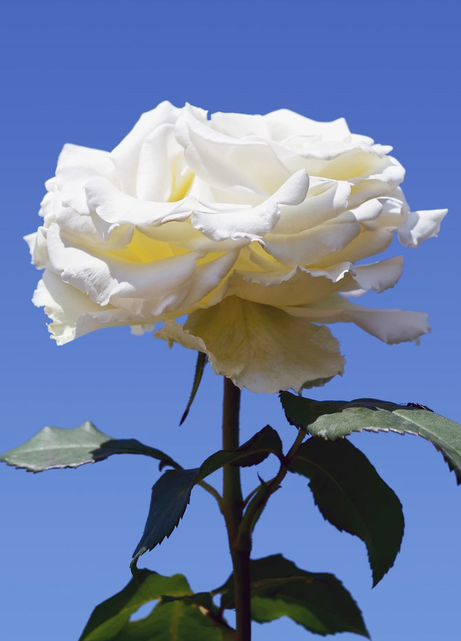 一支孤单的白玫瑰