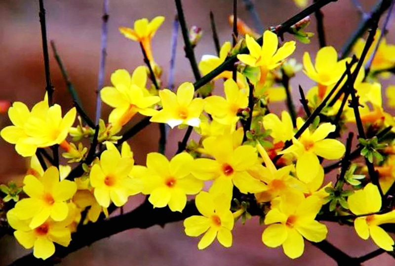 金黄色的迎春花开放了