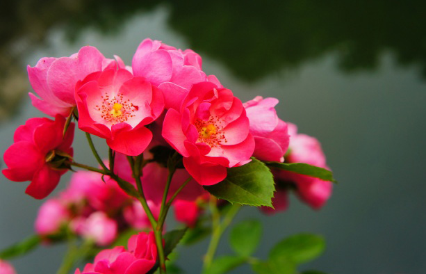 红艳艳的蔷薇花图片