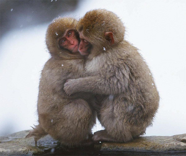 天太冷，两只猴子抱在一起取暖