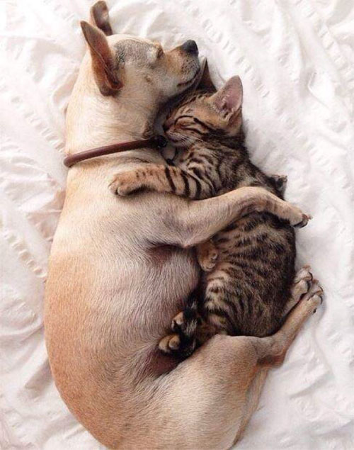 大狗抱着猫猫睡觉，多么温馨的一幕