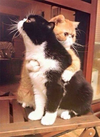 猫咪哥俩好啊！来抱抱吧
