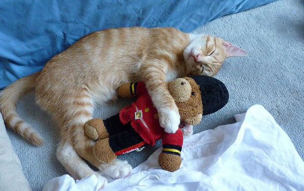 猫咪抱着玩偶睡觉觉