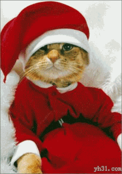 圣诞猫咪祝你周末快乐