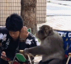 猴子与人类相互说悄悄话